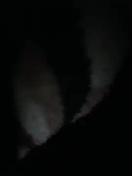 AppleMiel live