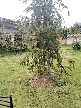 Angeel_white25 live