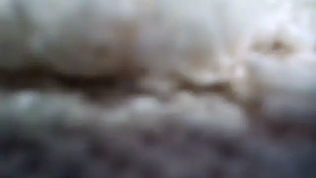 Lesptitsloupx live
