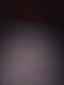Hottiesophie live