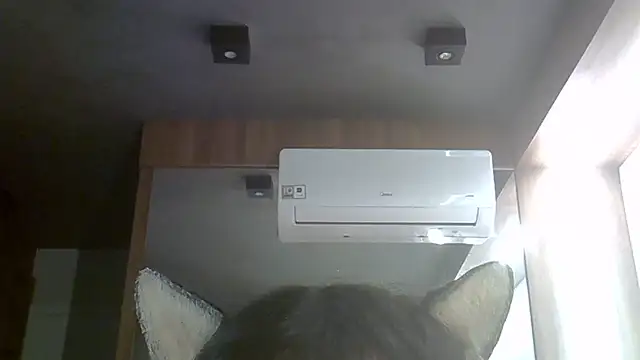 SkinnyKitten live