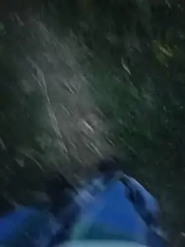 dolphiinn live