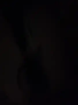 Sara782f live