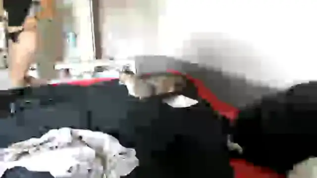 delightful_sofi live