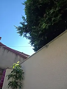 JuneLaFrenchie live