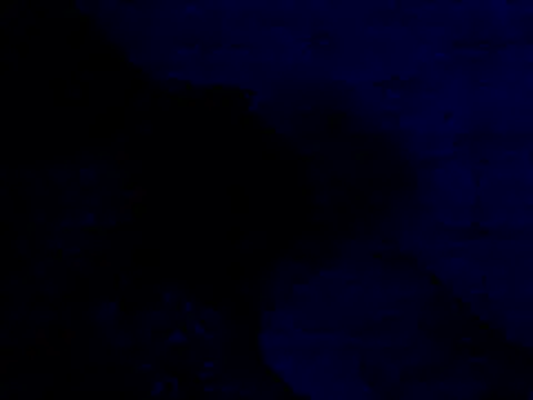 Armorpie live