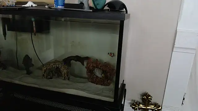 EspanolVato live
