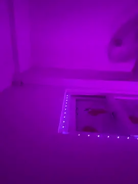 Lov3lily live